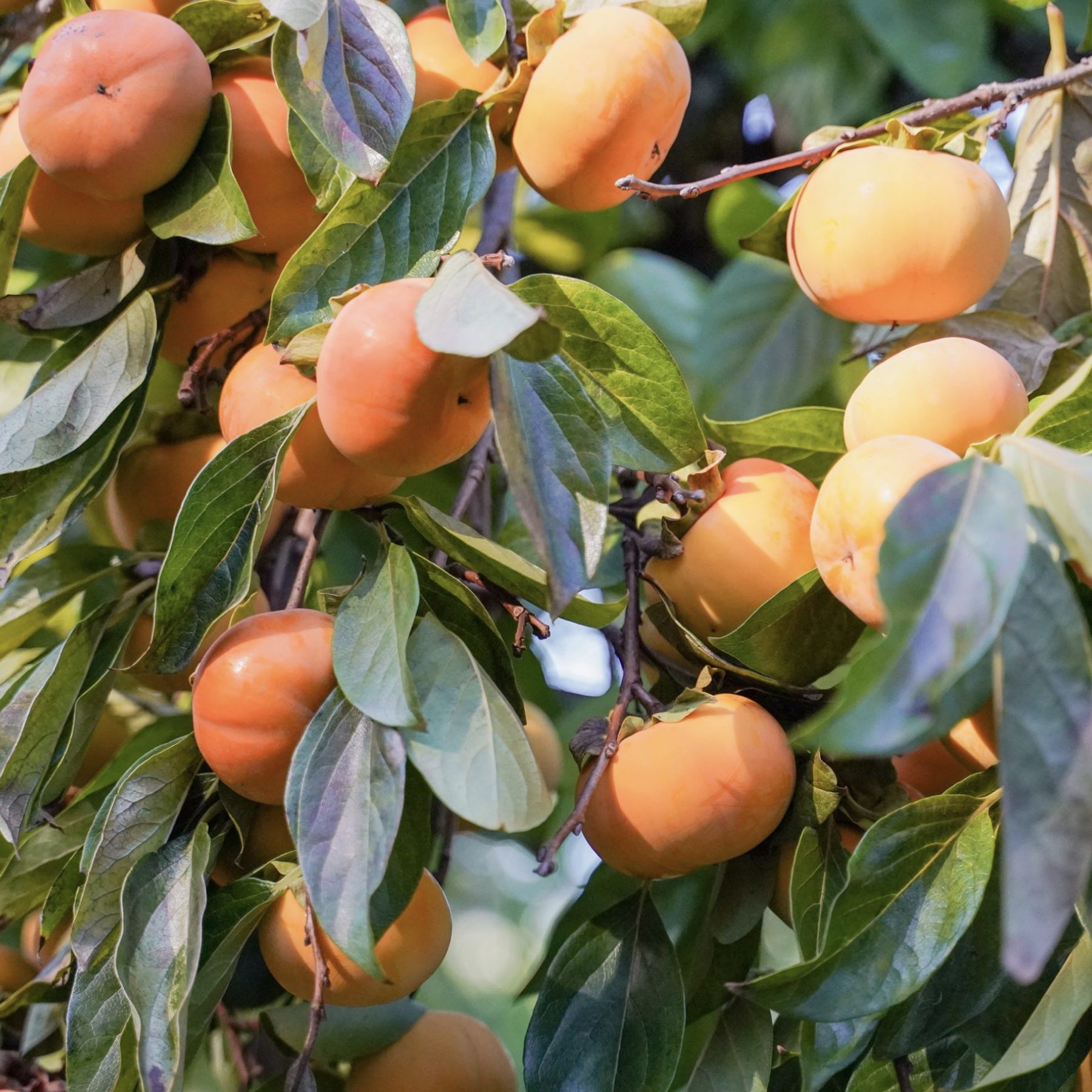 orange fruit hanging from a tree