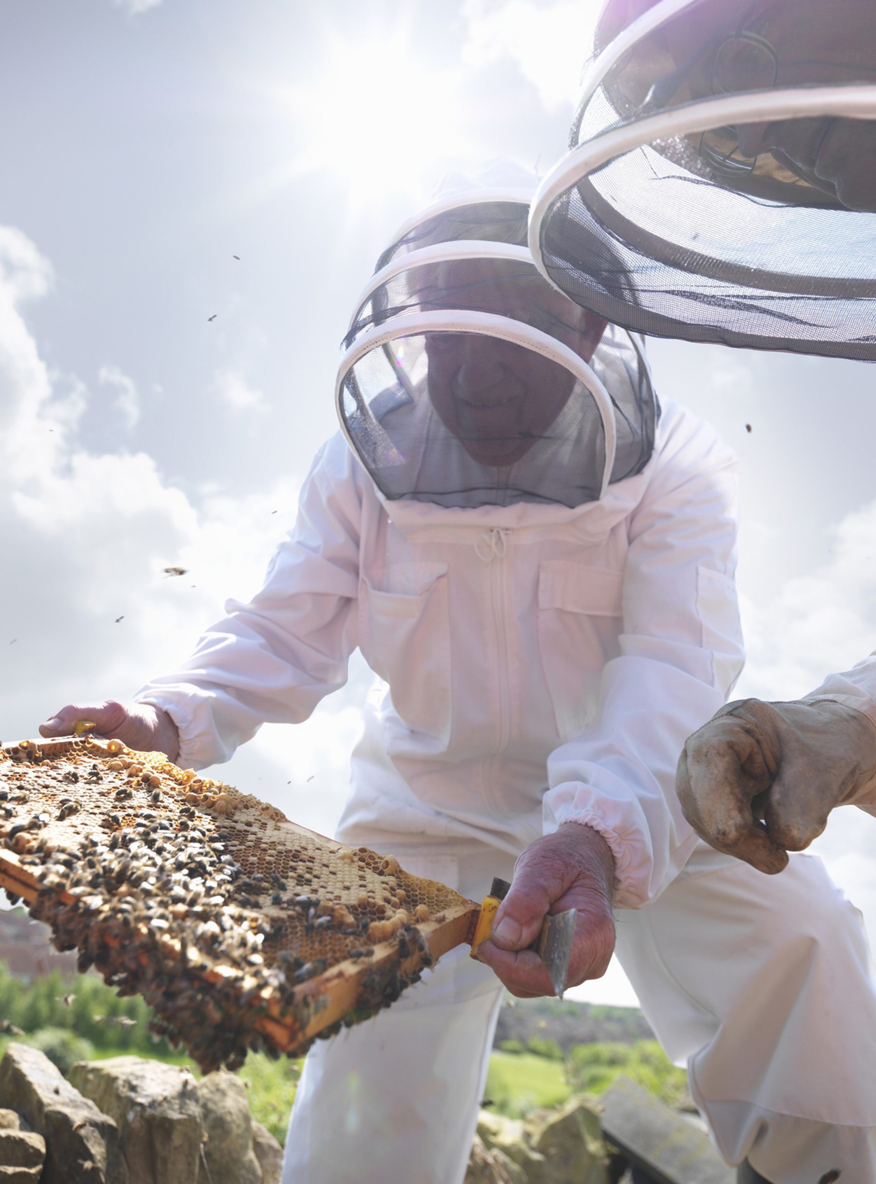 bee keeper in white suits holding bee panel full of bees