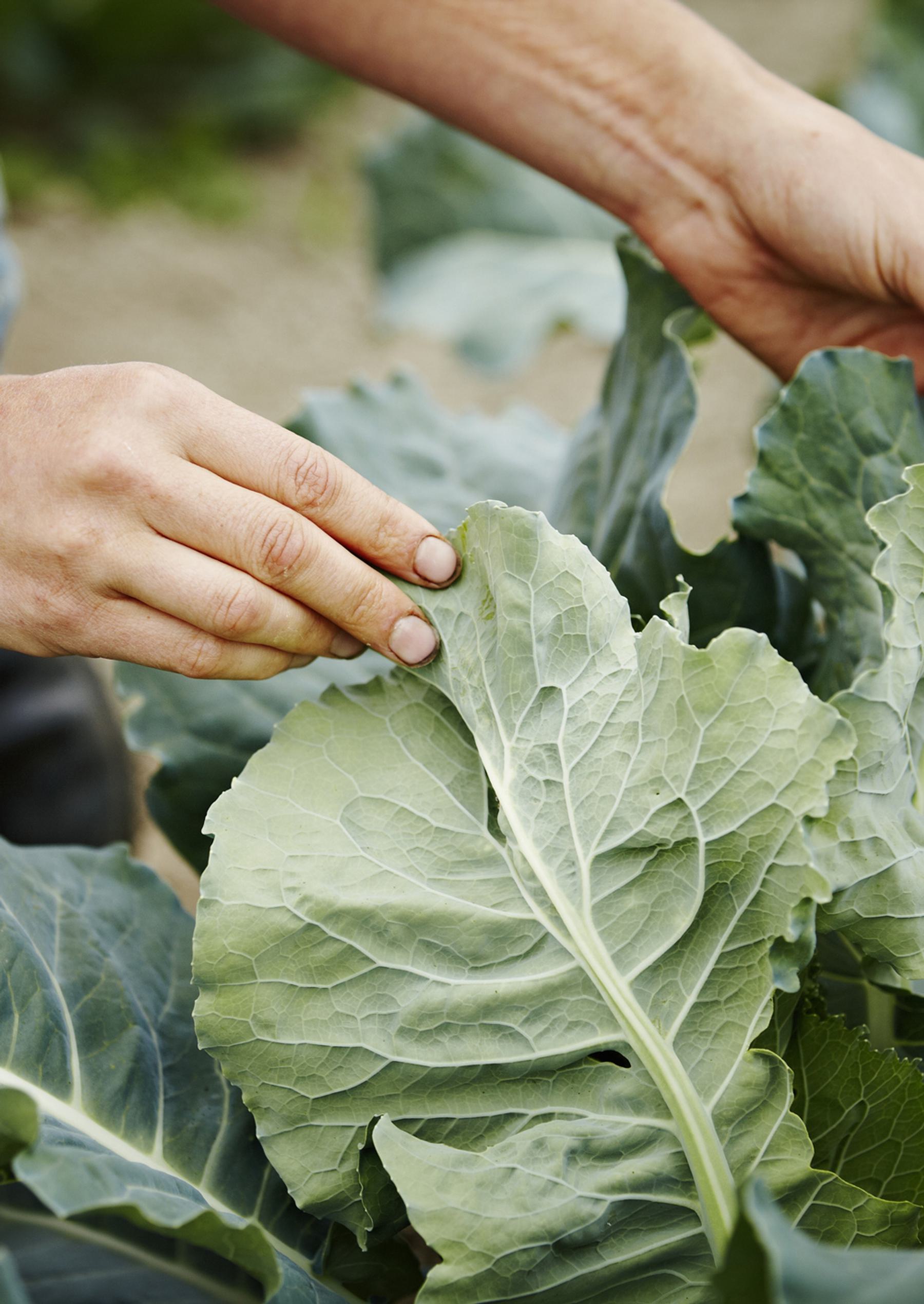 Close up of a leafy vegetable