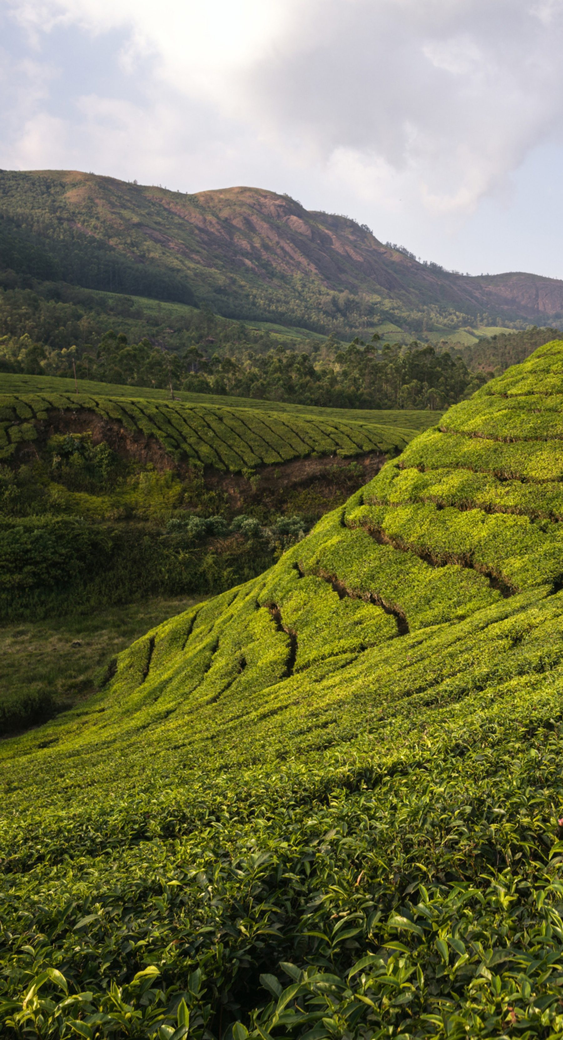 mountains with green grass